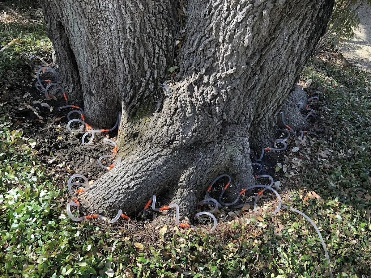 Detailed Tree Cabling and Bracing job site in Cusick